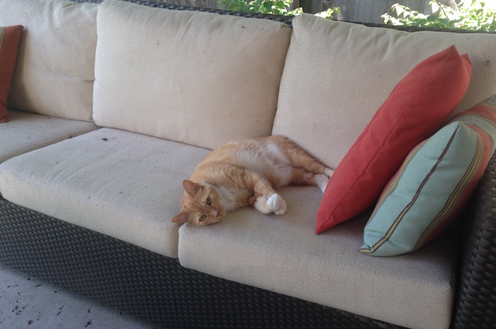 Cat sleeps on outdoor patio sofa.