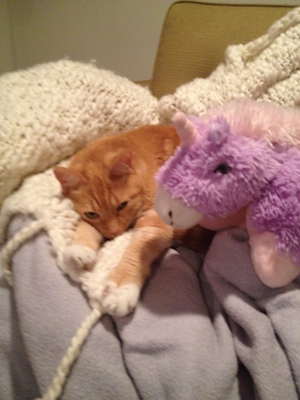 Cat sleeps next to purple stuffed unicorn.