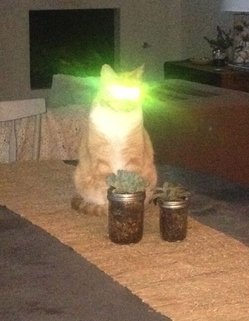 Cat on table has laser eyes from flash.
