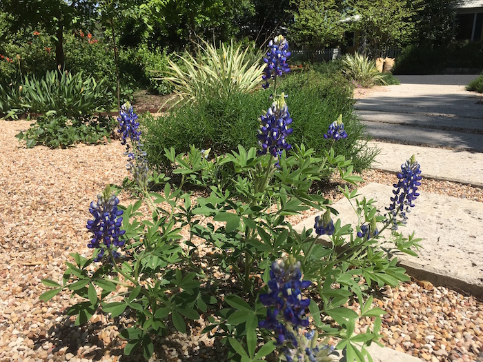 Clump of bluebonnets in Austin yard landscaping.