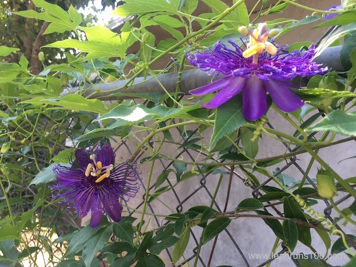 Two passionflower vine blossoms growing on a chainlink fence.