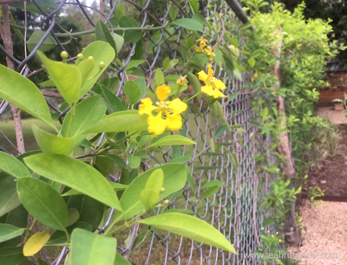 Yellow Butterfly Vine growing on chainlink fence.
