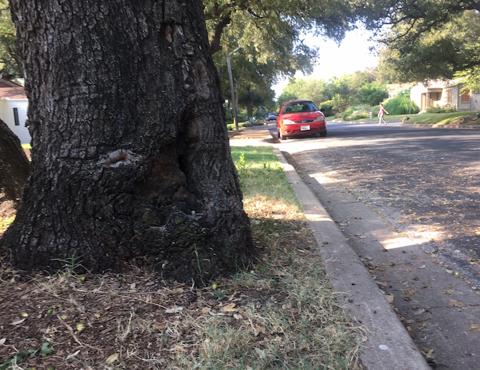 Old oak trees next to Lafayette Ave. curb will push new sidewalk into the street.