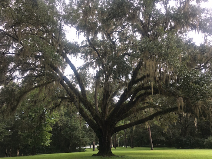 The Wedding Tree is a popular sport for weddings in Florida's Eden Gardens State Park.