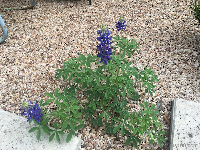 Bluebonnets blooming in early March 2016