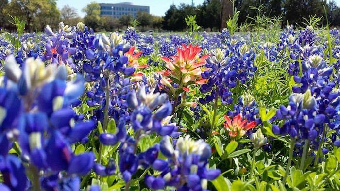 Texas bluebonnets with Indian paintbrush in a field.