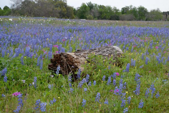 Bluebonnets in a field at Rocky Hill Ranch during Hell's Hills Trail Race
