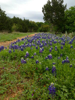 Circle C trail in Austin with bluebonnets.