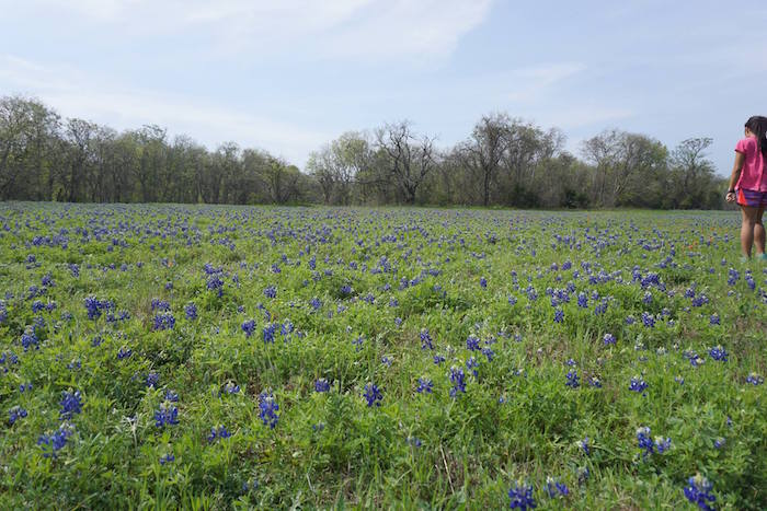 Field of bluebonnets at McKinney Falls State Park, with girl to the side.