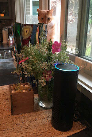 Alexa lit up with cat watching